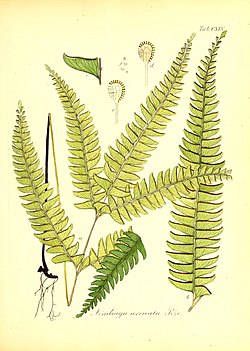 Lindsaea arcuata