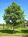 Image 51Fraxinus excelsior (from List of trees of Great Britain and Ireland)