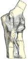 Articolazione sinistra del gomito, con i ligamenti collaterali anteriore e ulnare