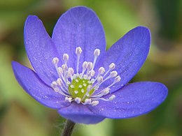 Triskiautė žibuoklė (Hepatica nobilis)