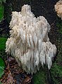 Hericium alpestre