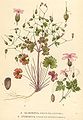 Blizgantysis snaputis (Geranium lucidum)