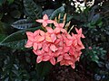 Pink orange ixora