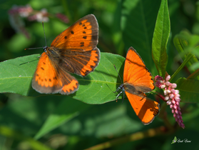 Lycaena dispar femmina e maschio. Piemonte, prov. di Novara.