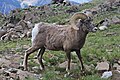 Kanadai vadjuh (Ovis canadensis)