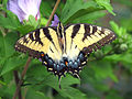 Otakárek Papilio glaucus