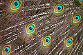 Ocelli sulla coda di un pavone indiano