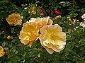 Rose 'Amber Sun'