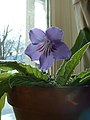 Drehfrucht (Streptocarpus)