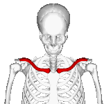 Köprücük kemiğinin konumu (kırmızıyla gösterilmiştir). Animasyon.
