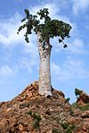 Gurkträd (Dendrosicyos socratanum)
