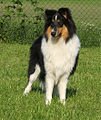 Trzykolorowy collie