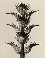 Acanthus mollis, 1928