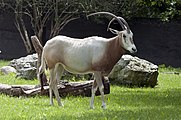 Oryx dammah