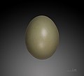 Trứng chim Phasianus colchicus