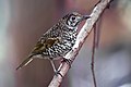 Bassian thrush at Southwest National Park, Tasmania