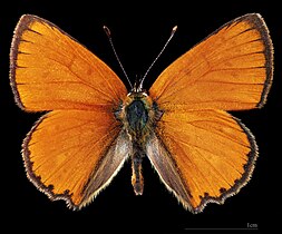 Lycaena virgaureae ♂