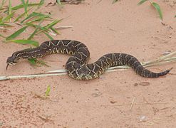 Crotalus durissus terrificus