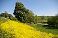 Waaldijk in de lente