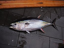 Thon jaune pêché dans le Golfe du Mexique