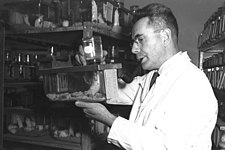 Jicchak Berenblum při pokusu ve Weizmannově institutu věd, 1951