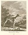 Courshund nach Ridinger, 1738