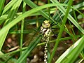 Dragonfly just after metamorphosis