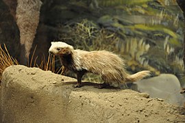 Belette de Patagonie (Lyncodon patagonicus)