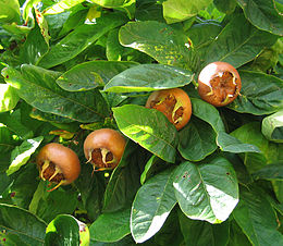 Baltažiedė šliandra (Mespilus germanica)