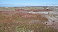 North Seymour Island