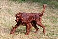 Setter irlandais marchant, couleur fauve.