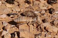 Богомол роду Eremiaphila з родини Eremiaphilidae (Ізраїль)