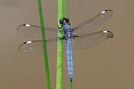 Libellula cyanea