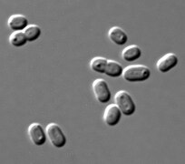 Synechococcus, a widespread marine cyanobacterium