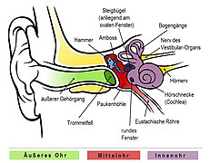 Äußeres Ohr, Mittelohr und Innenohr mit Hörschnecke, Sacculus, Utriculus und Bogengängen (Das Trommelfell gehört zum Mittelohr).