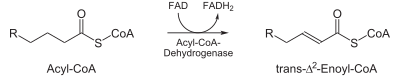 Deshidrogenació per FAD