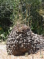 Dioscorea elephantipes