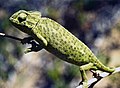 Paprastasis chameleonas (Chamaeleo chamaeleon) – labiausiai paplitusi chameleonų rūšis