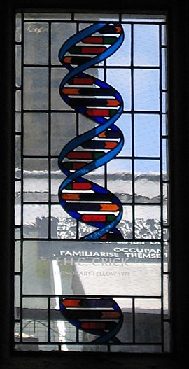 DNA-kunst, Gonville and Caius College