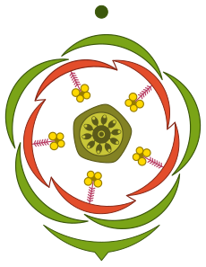 floral diagram of Anagallis arvensis