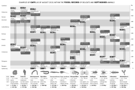 The sporadic nature of the fossil record is reflected in huge gaps spanning a number of epochs.