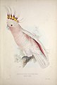 "Plyctolophus leadbeateri, Leadbeater's Cockatoo" in Lear's influential 1832 monograph.