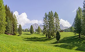 Prats, Pinus cembra i Làrixs d'Europa al parc.