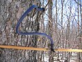 Image 50Sugar maple (Acer saccharum) tapped to collect sap for maple syrup (from Tree)