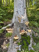 Totholz und Pilze erfüllen wichtige Funktion im NSG