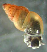 New Zealand mud snail