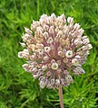 Allium ampeloprasum