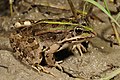 Epirus water frog