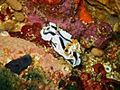 Chromodoris dianae at Verde Island, the Philippines.