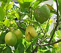 Citron déformé par acarien des bourgeons